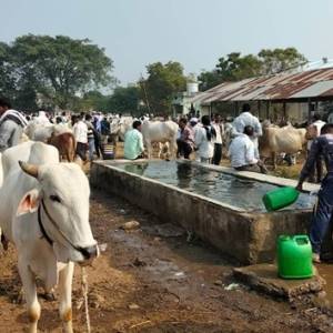 baila_bajara_katola_original