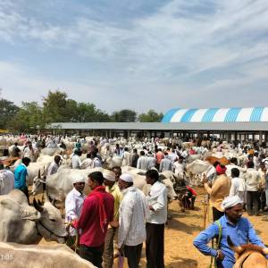 baila_bajara_katola_1_original